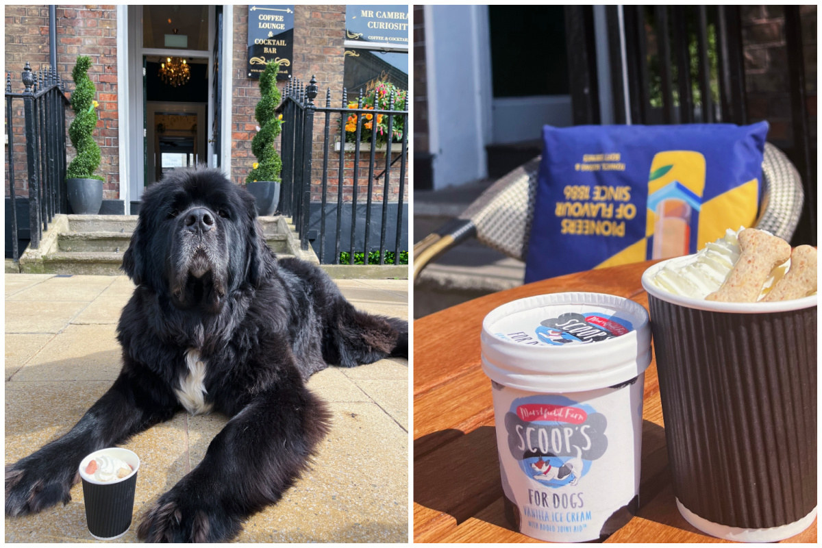 A collage of a dog enjoying treats sat outside Mr Cambray's Curiosity.